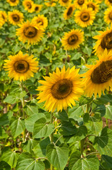 Obraz premium Field of sunflowers