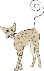 chat oriental attentif