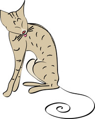 chat oriental se lavant