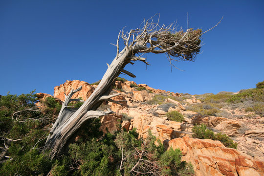 Westwind