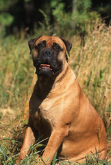 Fototapeta premium le bullmastiff assis dans les champs