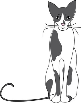 14 Meilleures Chat Bicolore Images Photos Et Illustrations Vectorielles Stock Adobe Stock 14 Meilleures Chat Bicolore Images Photos Et Illustrations Vectorielles Stock Adobe Stock