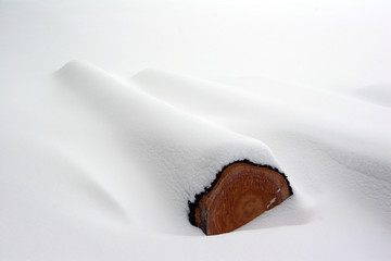 Baumstamm unter Schnee