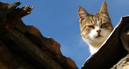 chat sur le toit