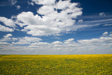 Obraz premium Field of dandelions and blue sky with clouds