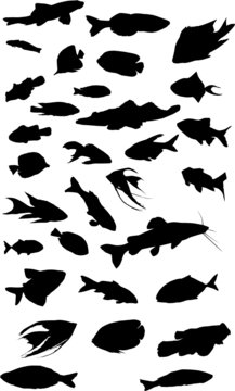thirty two fish collection