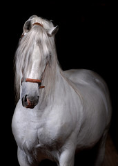 Naklejka premium Koń andaluzyjski