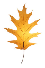Leaf on a gleam, capillaries of a leaf are visible