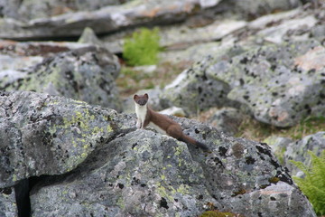 Hermelin in Jotunheimen - Norwegen