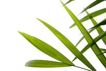 feuilles,verte,végétation,branches,tiges,nature,