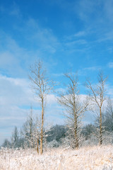 Winter landscape with a frosted birch trer
