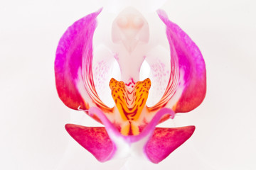 The orchid flower on a white background
