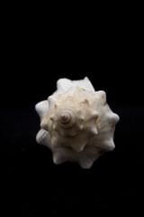 shell on the black background