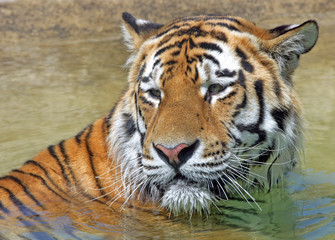 Fototapeta na wymiar Tiger Bathing