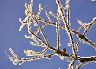 Rime on twigs against blue sky