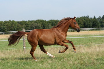 Warmblut