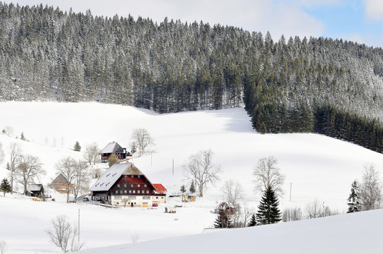 Schwarzwald im Schnee