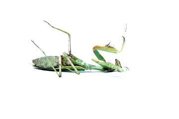 mantis religiosa