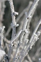 Hoar frost covers small branches.