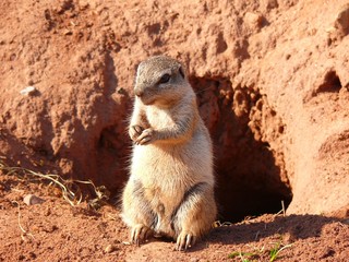 Kap-Borstenhörnchen