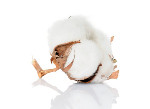cotone