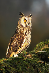 long-eared owl 2
