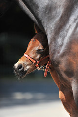 Obraz premium Pferde, Fohlen