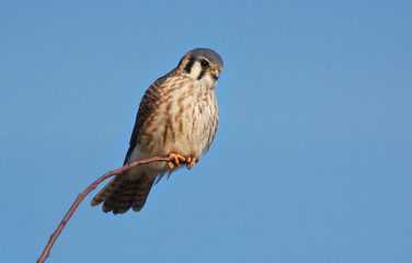 American Kestrel on the hunt