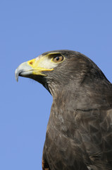 Harris Hawk