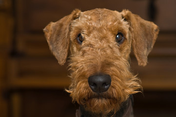 Head shot of a airedale terrier dog