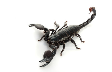 Emperor Scorpion