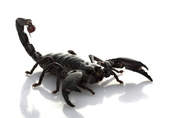 Emperor Scorpion