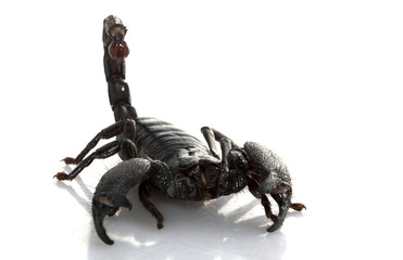 Emperor Scorpion
