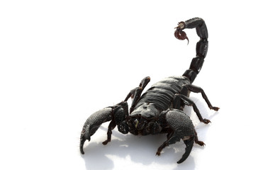 Emperor Scorpion