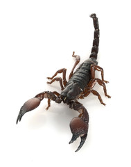 Red Claw Scorpion