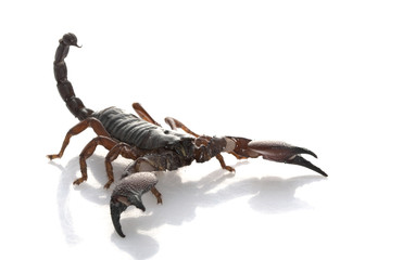 Red Claw Scorpion