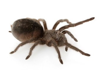 Brazilian Black Tarantula