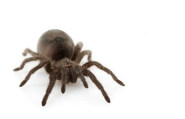Brazilian Black Tarantula