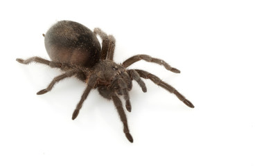 Brazilian Black Tarantula