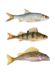 River fish collection isolated