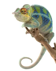 Keuken foto achterwand Kameleon Ambanja Panterkameleon