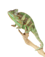 Veiled Chameleon