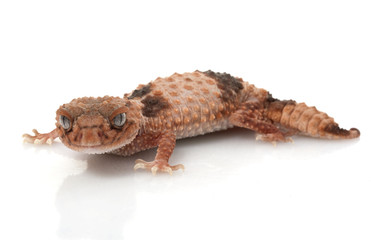 Banded Knob-tailed Gecko