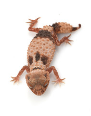 Banded Knob-tailed Gecko