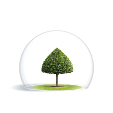 Green Tree is under the protection