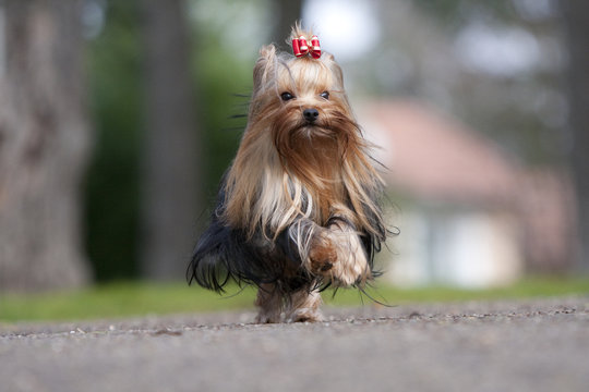 yorkshire terrier courrant sur la route en toute inconscience