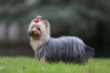 yorkshire terrier de profil dans un parc