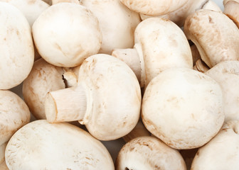 Background from mushrooms