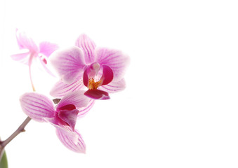 Fototapeta na wymiar 2 kwiaty orchidei