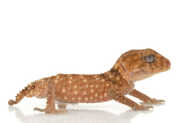 Fototapeta premium Rough Knob-tailed Gecko